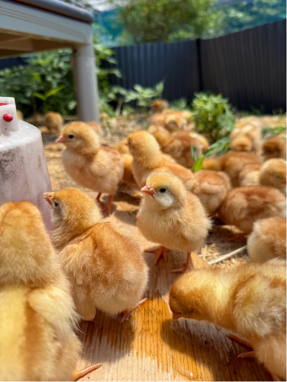 抗生物質を使わず育てたひよこたち