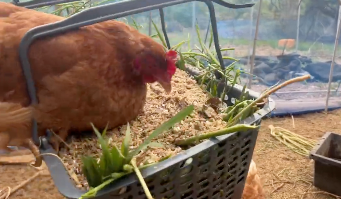 自家配合飼料をついばむあずさ