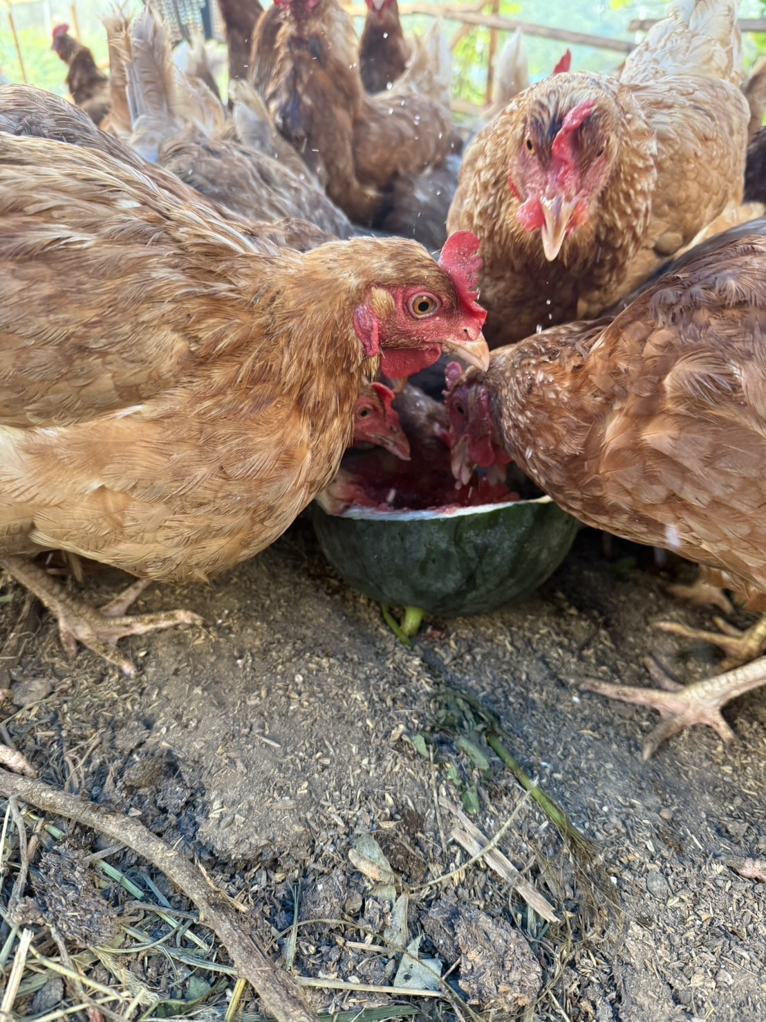 すいかをついばむ鶏たち