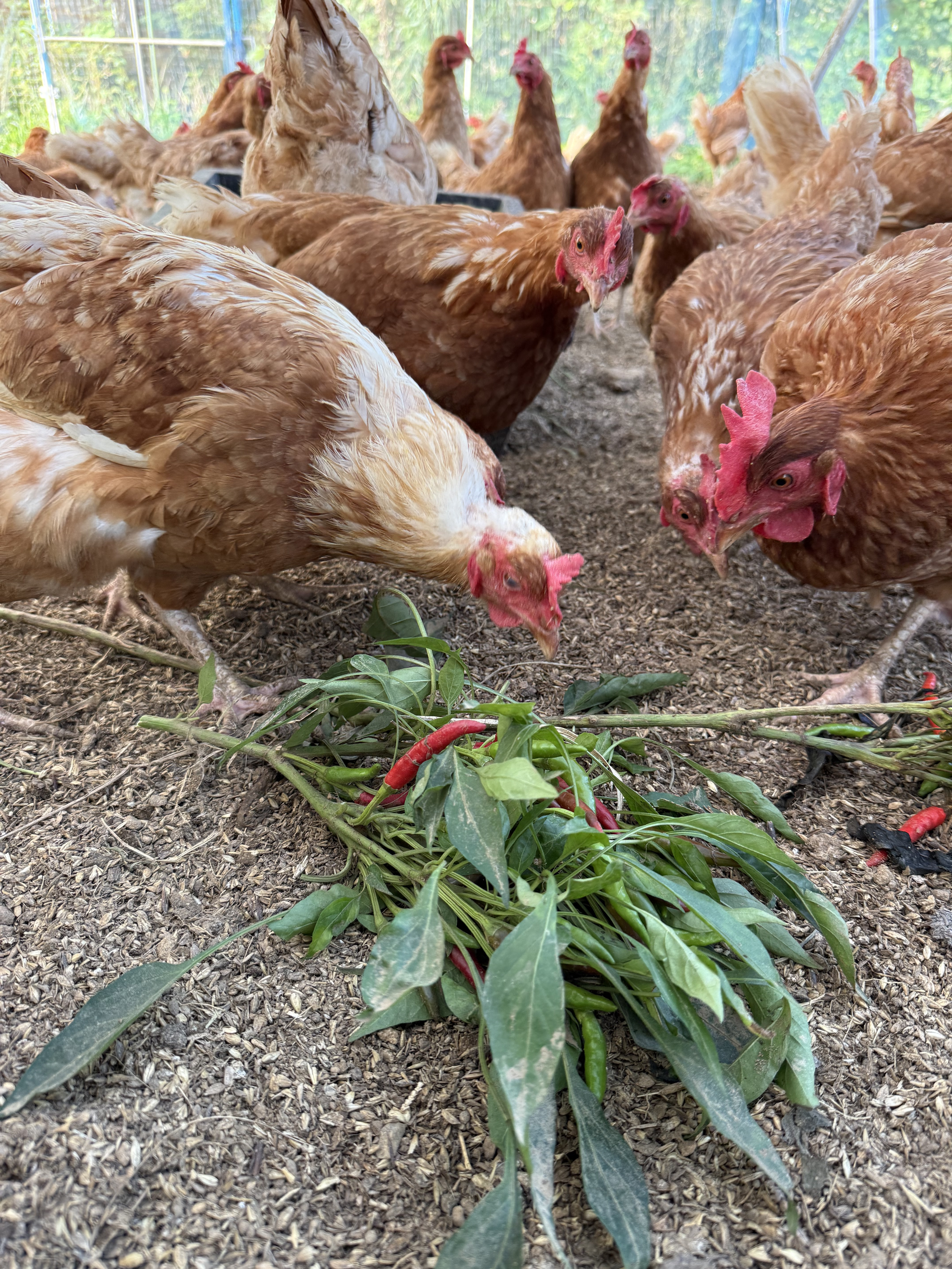 唐辛子の枝葉を食べる平飼いの鶏