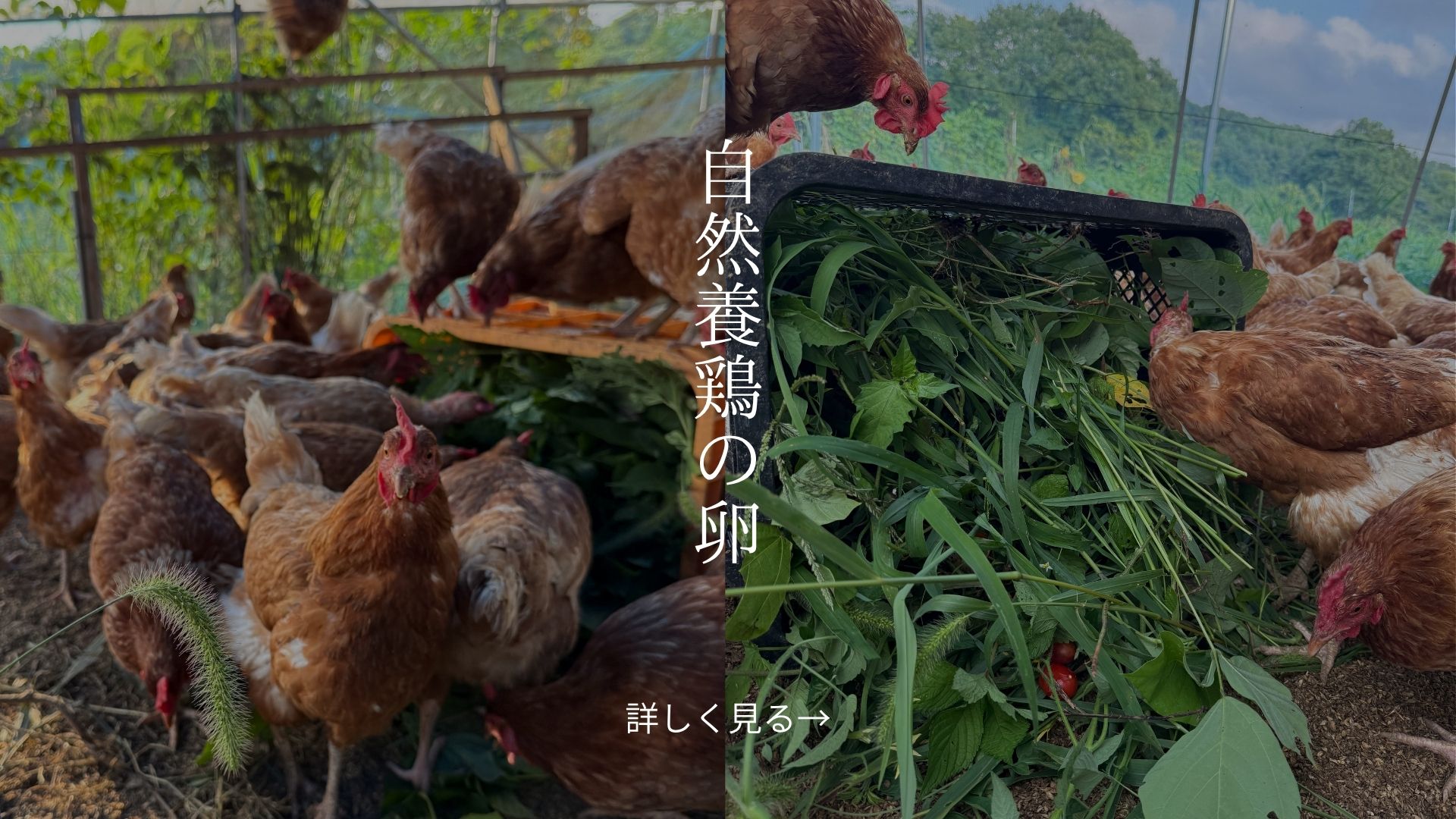 自然養鶏の卵 — 平飼いのあずさと緑草